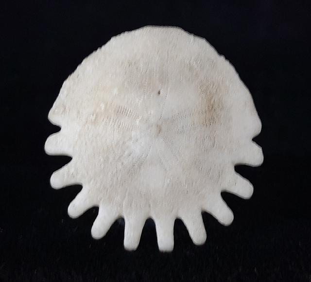 Heliophora orbicularis AGASSIZ 1840 - Bild © FossNet FossilienStore